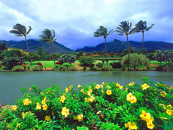 Landscape, Palms HD wallpaper