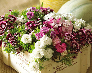 Bouquet of Garden, purple, white, box, green, nature, flowers HD wallpaper