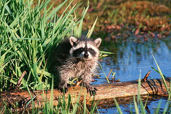 Nighttime prowler, Intelligent hunter, Sniffing adventure, Stealthy stalker HD wallpaper
