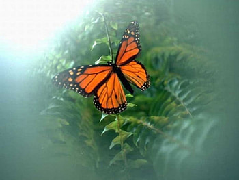Misted Butterfly, plants, misty, orange butterfly HD wallpaper