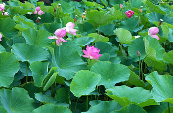 Flowers, Leaves, Greens, Lot, Lotuses HD wallpaper