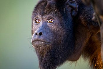 Howler Monkey, Face, Will Burrard Lucas, Expressive HD wallpaper