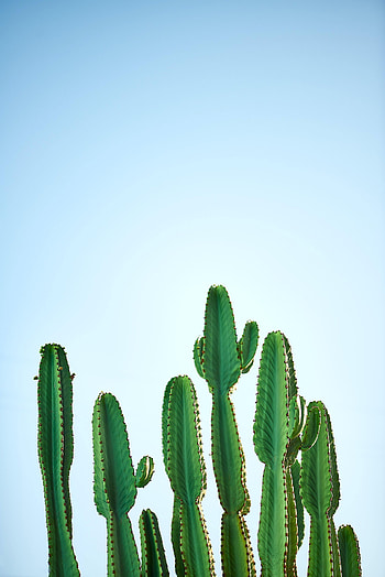 Nature, Sky, Plant, Cactus, Prickles, Thorns, Focus HD phone wallpaper