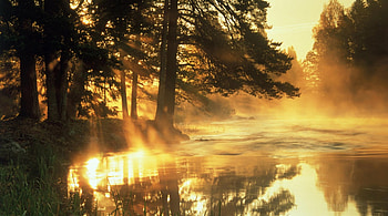 Sun Rays in Forest, trees, sunshine, forests, sun rays HD wallpaper