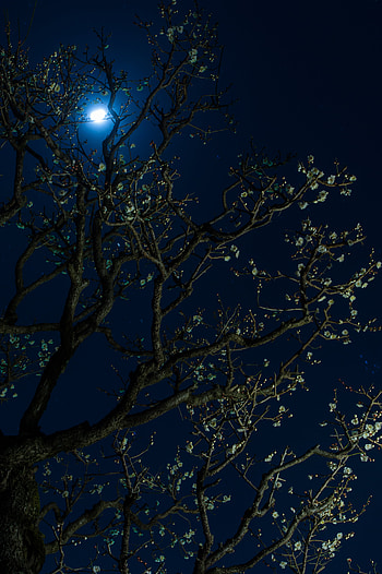 Flowers, Cherry, Night, Moon, Dark, Wood, Tree HD phone wallpaper