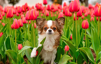 Puppy and flowers, sweet, dog, garden, cute, beautiful, tulips, puppy, adorable, flowers, paw HD wallpaper