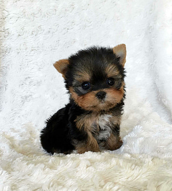Yorkshire Terrier, Puppies HD phone wallpaper