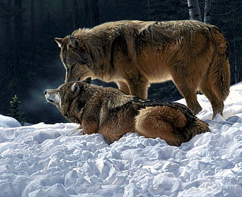 Wolves in Snow, winter, predators, wolf, forest, wolfpack HD wallpaper
