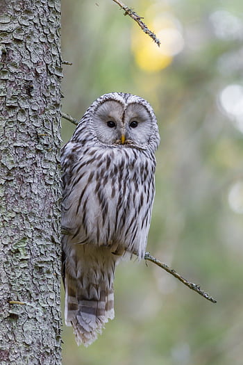 A focused shot of a Ural owl (Strix uralensis) perched on a tree with a blurred forest background. HD phone wallpaper