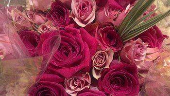 Pink & Red, bouquet, red and pink, roses, bouquet of roses, pink roses, pink rose, yellow rose, beautiful rose, red and pink roses, red roses, beautiful roses, yellow roses HD wallpaper