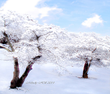 blue and white bliss, winter, blue, white, snow, christmas, trees HD wallpaper