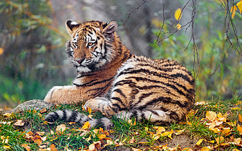 Tiger, animal, nature, cat HD wallpaper