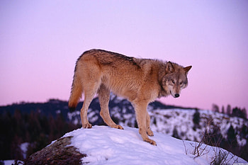 Lone Wolf, winter, snow, wolf, forest, mountain HD wallpaper