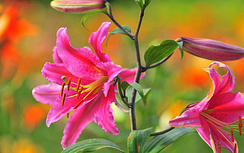 Pink, Lilies, Flower, Macro, Petals HD wallpaper