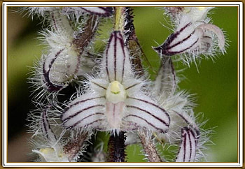 FRAMED FLOWERS, FLOWER, NATURE, , FRAMED HD wallpaper