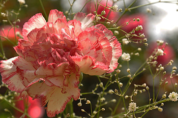Beautiful carnation, Flower 62, Nature HD wallpaper