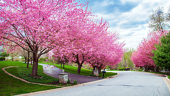 Spring Blossoms, pink, clouds, trees, blooming, street, sky HD wallpaper