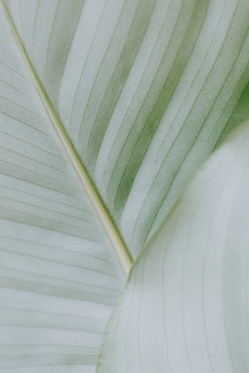 A detailed close-up of a green tropical leaf showcasing its natural texture and delicate lines. HD phone wallpaper