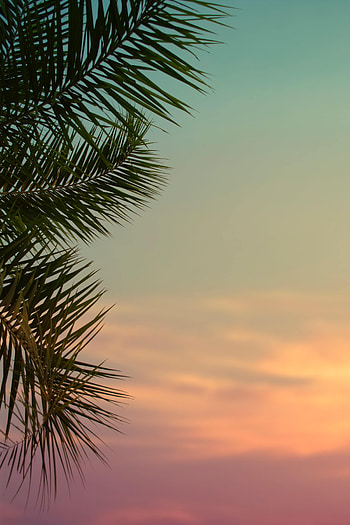 Nature, Sky, Leaves, Twilight, Plant, Palm, Dusk HD phone wallpaper