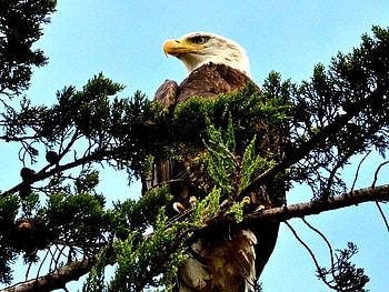 Bald Eagle in a Tree, sky, feathers, eagle, bird of prey HD wallpaper
