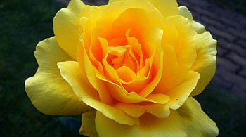 Yellow Rose, rose, one, beauty, flower HD wallpaper