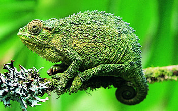 Animals, Branch, Color, Chameleon HD wallpaper