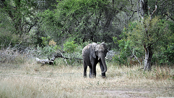 baby elephant, baby, grass, elephant, tree HD wallpaper