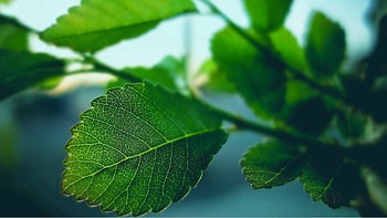 Macro, Sheet, Leaf, Carved, Form HD wallpaper