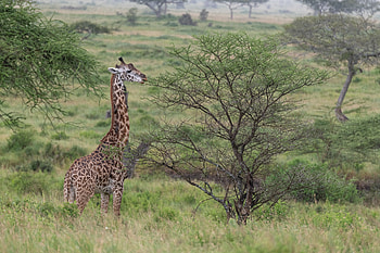 Animals, Savanna, Bush, Animal, Giraffe HD wallpaper