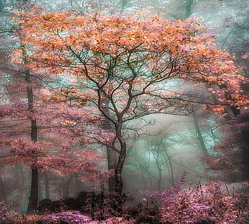 Autumn mists, mist, trees, autumn, colors HD wallpaper