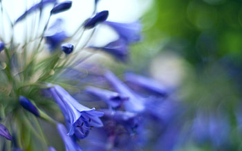 Flowers, Grass, Leaves, Macro HD wallpaper