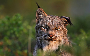 Animals, Muzzle, Canadian Lynx, Feline Family HD wallpaper