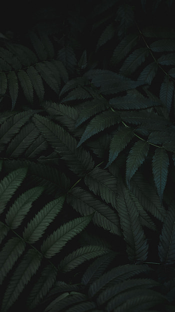 Nature, Leaves, Plant, Carved HD phone wallpaper
