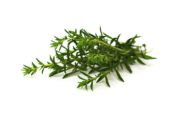 Winter Savory, Summer savory, De kruidenaer, Food HD wallpaper