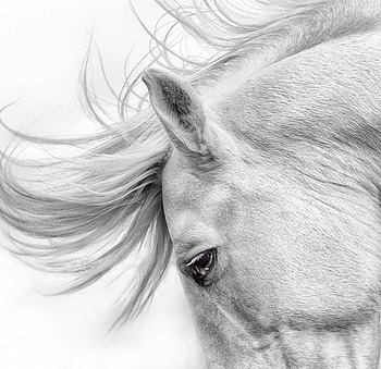 Horse art, horse, head, white, grey HD wallpaper