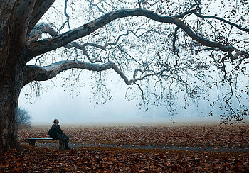 AUTUMNAL, bench, dead leaves, man, branches, autumn, tree HD wallpaper