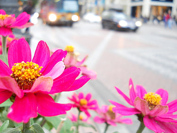 flowers_in_the_city, city, 3d, cars, road, nature, flowers HD wallpaper