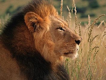 Lion's head, africa, animal, wildlife, feline, lion HD wallpaper