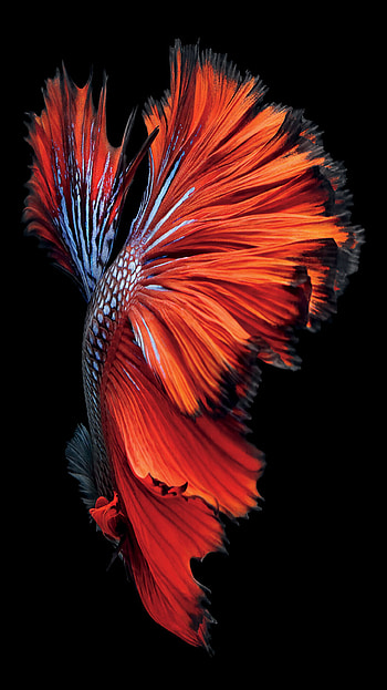 6s betta fish , Vibrant and lively, quality, Stunning betta fish HD phone wallpaper