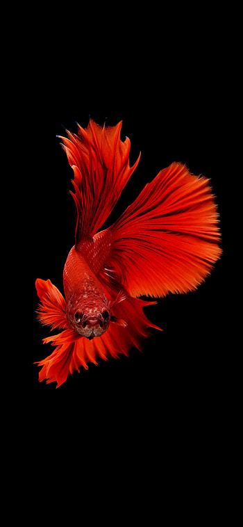 Betta fish , Vibrant and striking, and quality, Perfect for iOS devices HD phone wallpaper