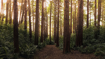 Forest Path, trees, peace, forest, path HD wallpaper