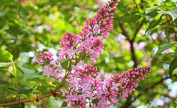 Flowers, Lilac, Branch, Greens, Spring, Sharpness HD wallpaper