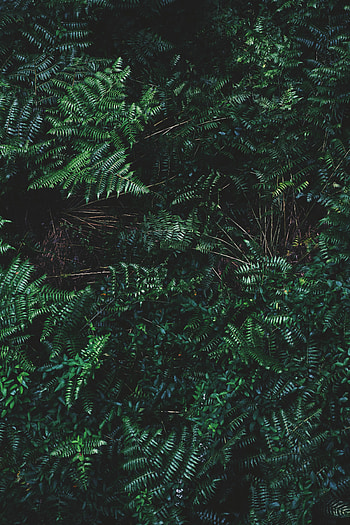 Nature, Leaves, Ferns, Bush, Plant HD phone wallpaper