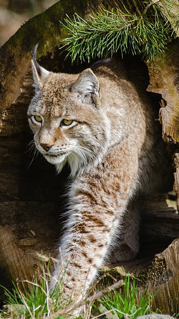 Animal lynx, Captivating eyes, Mysterious beauty, Nature's marvel HD phone wallpaper