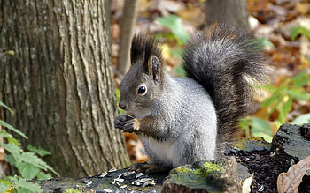 Animals, Squirrel, Autumn, Leaves, Wood, Tree HD wallpaper