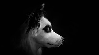 Portrait of a dog, dog, animal, white, black, bw, puppy, border collie, australian shepherd, caine HD wallpaper
