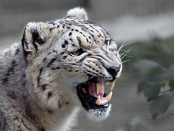 Roar, Snow Leopards HD wallpaper