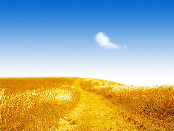 Field, blue, sky, path HD wallpaper