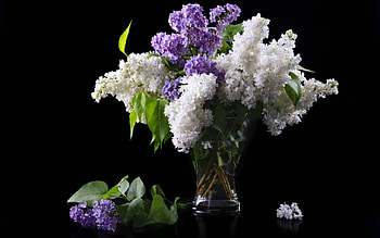 Still Life, vase, flowers, petals HD wallpaper