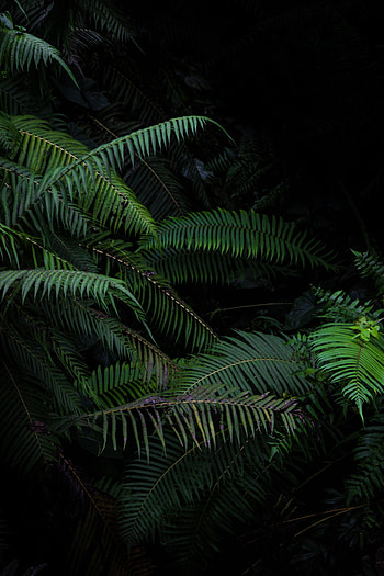 Plants, Nature, Bush, Fern, Branches HD phone wallpaper